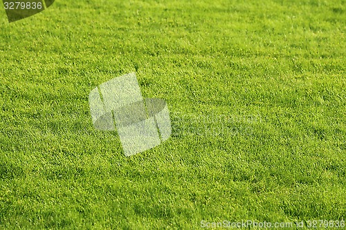 Image of Green lawn background