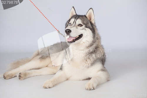 Image of Siberian Husky dog