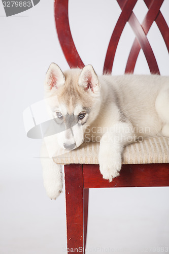 Image of Siberian Husky puppy