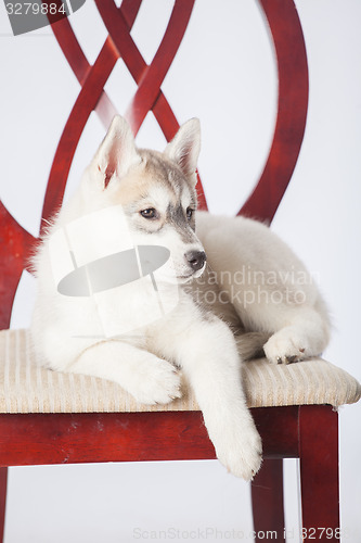 Image of Siberian Husky puppy