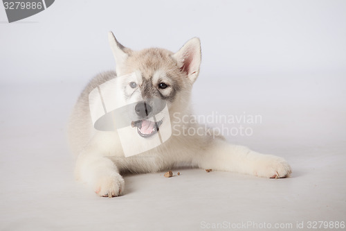 Image of Siberian Husky dog