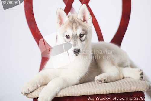 Image of Siberian Husky puppy