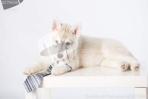 Image of Siberian Husky puppy