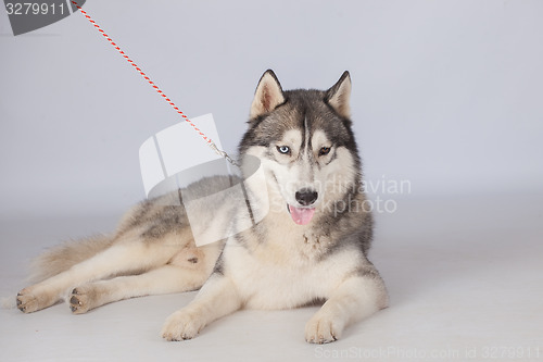 Image of Siberian Husky dog