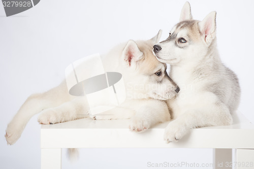 Image of Siberian Husky puppies