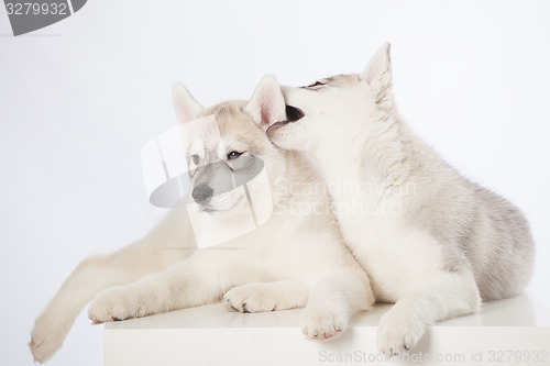 Image of Siberian Husky puppies
