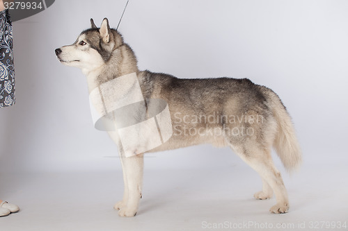 Image of Siberian Husky dog