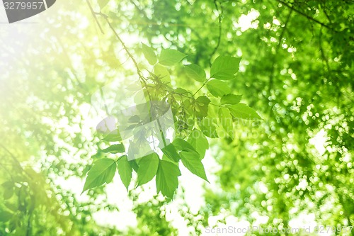 Image of Green leaves background