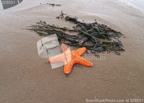 Image of Starweed