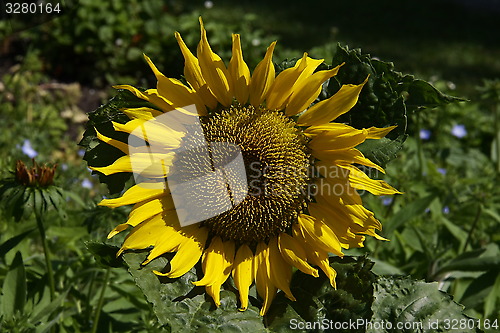 Image of sunflower