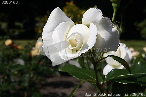 Image of rose