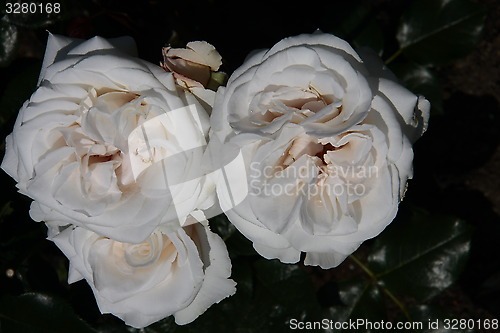 Image of roses