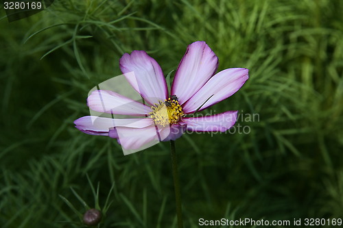 Image of flower