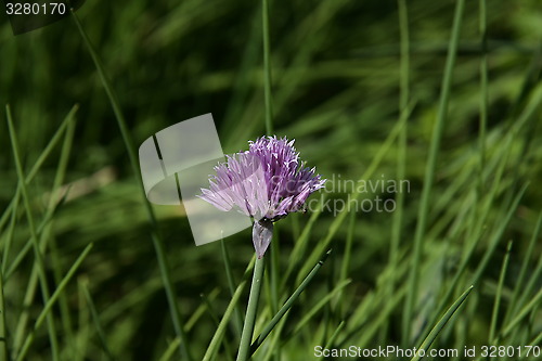 Image of flower