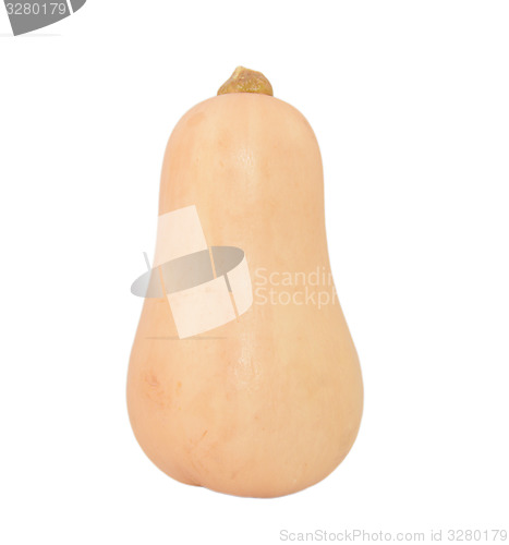 Image of Fresh butternut squash