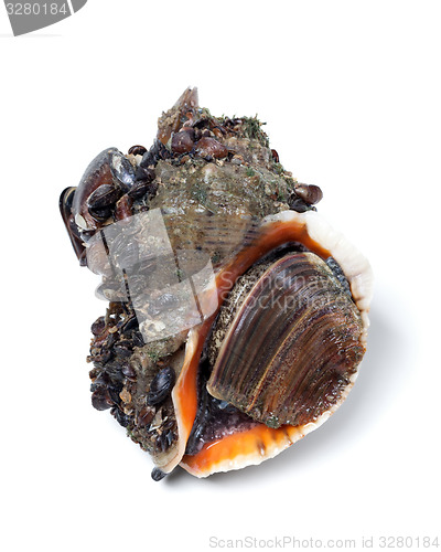 Image of Veined rapa whelk on white background