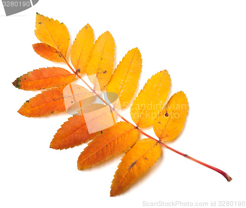 Image of Multicolor autumn rowan leaf