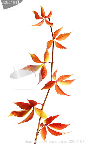 Image of Autumn branch of grapes leaves