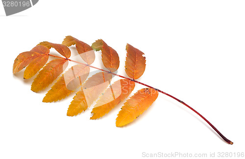 Image of Autumn rowan leaf on white background