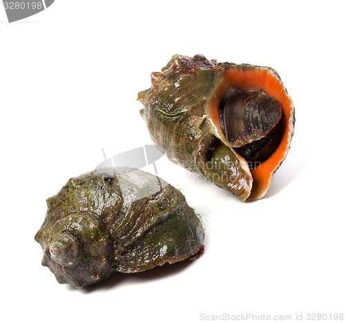 Image of Two veined rapa whelk
