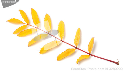 Image of Yellow autumn rowan leaf