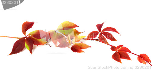 Image of Red autumn branch of grapes leaves