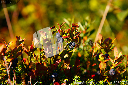 Image of Wild blueberries