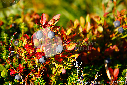 Image of Wild blueberries