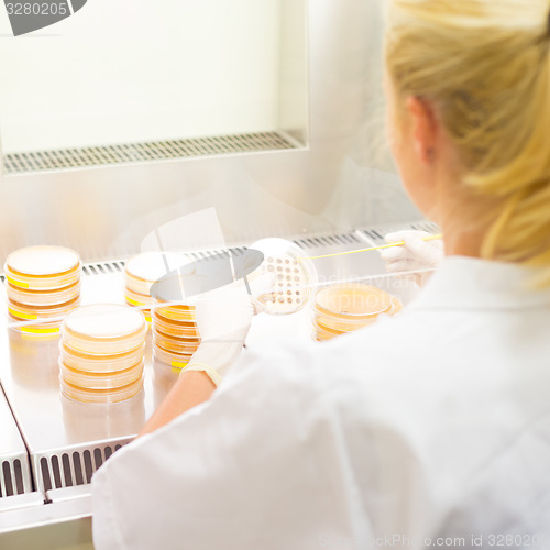 Image of Life science researcher grafting bacteria.