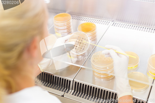 Image of Life science researcher grafting bacteria.