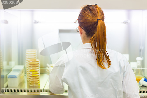 Image of Life scientist researching in the laboratory.