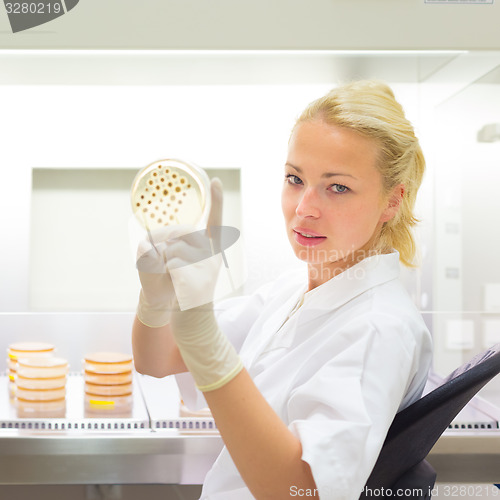 Image of Scientist observing petri dish.