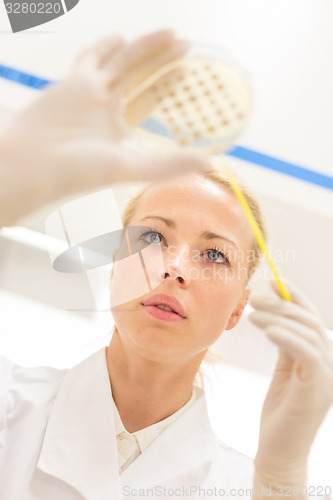 Image of Scientist observing petri dish.