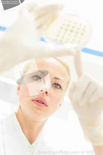 Image of Scientist observing petri dish.