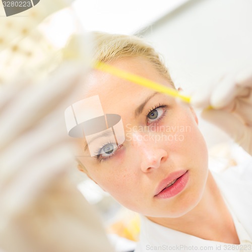 Image of Scientist observing petri dish.