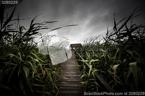 Image of Wooden path trough the reed