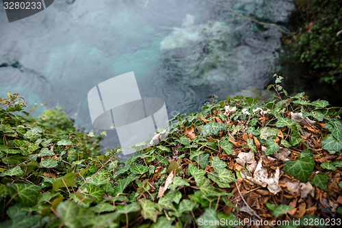 Image of Creeping ivy on the ground outdoors