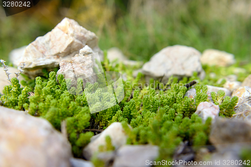 Image of Green moss on tree trunk