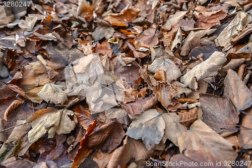 Image of Colorful background of autumn leaves