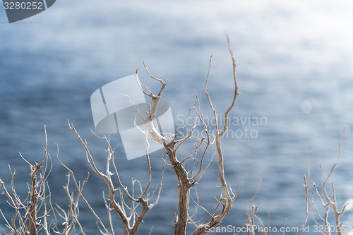 Image of Abstract hoto of some winter branches