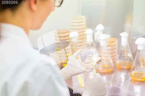 Image of Life science researcher grafting bacteria.