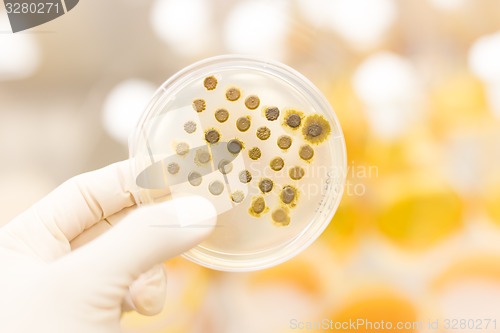 Image of Fungi grown on agar plate.