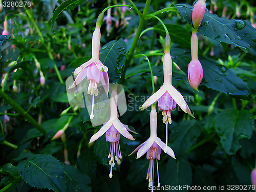 Image of Hummingbird Fuchsia Flowers