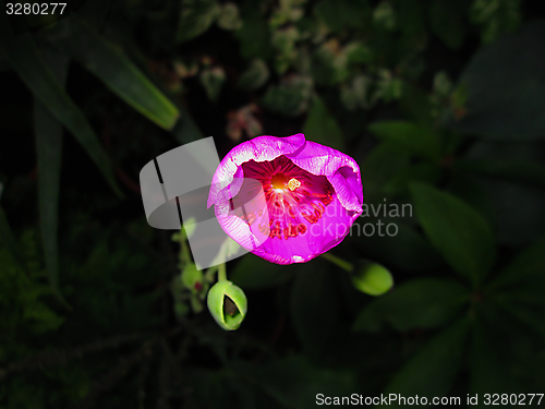 Image of Rock Purslane Flower