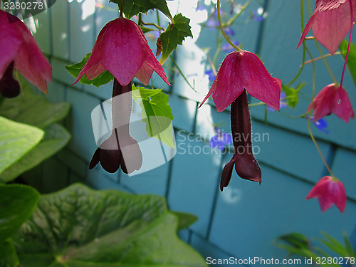 Image of Purple Bell Vine Flowers