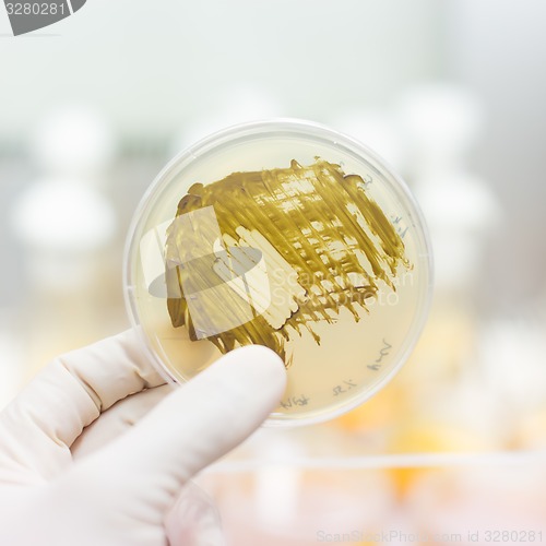 Image of Fungi grown on agar plate.