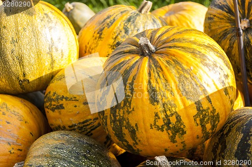 Image of Oil Lady Godiva cucurbita pumpkin pumpkins from autumn harvest 