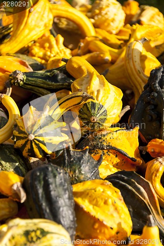 Image of decoration mini pumpkin cucurbita pumpkin pumpkins from autumn h