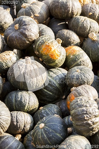 Image of Green Grüner Hokkaido cucurbita pumpkin pumpkins from autumn ha