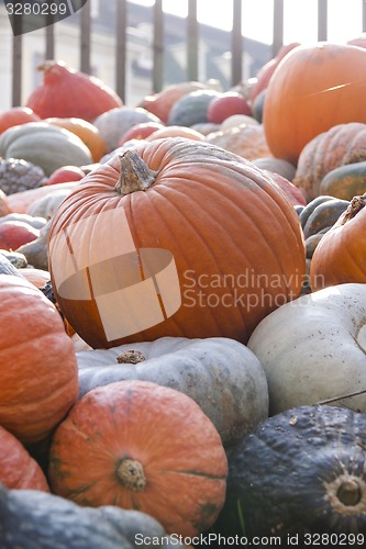 Image of Different maxima and pepo cucurbita pumpkin pumpkins from autumn